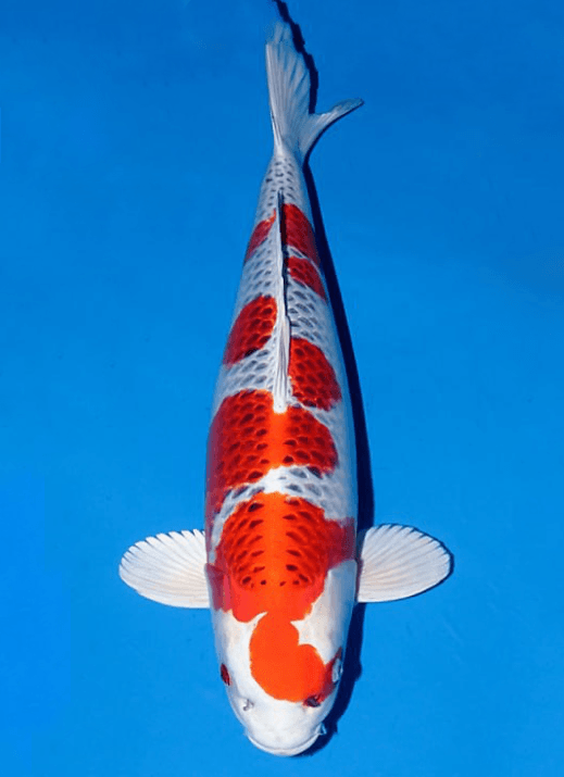 Japanse koi Ogata Kujaku Gosai 61 cm Female
