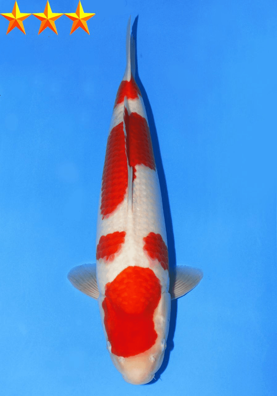 Japanse koi Dainichi Toyota Kohaku Nanako x Nao Gosai 53 cm Female
