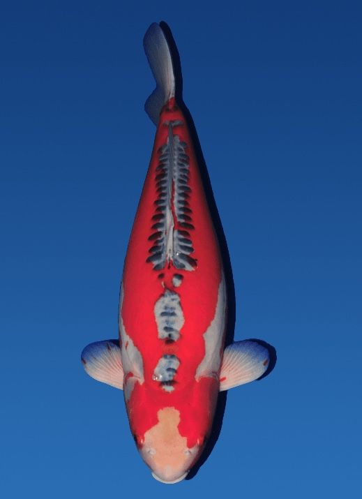 Japanse koi Mano Doitsu Shusui Rokusai + 67 cm Female