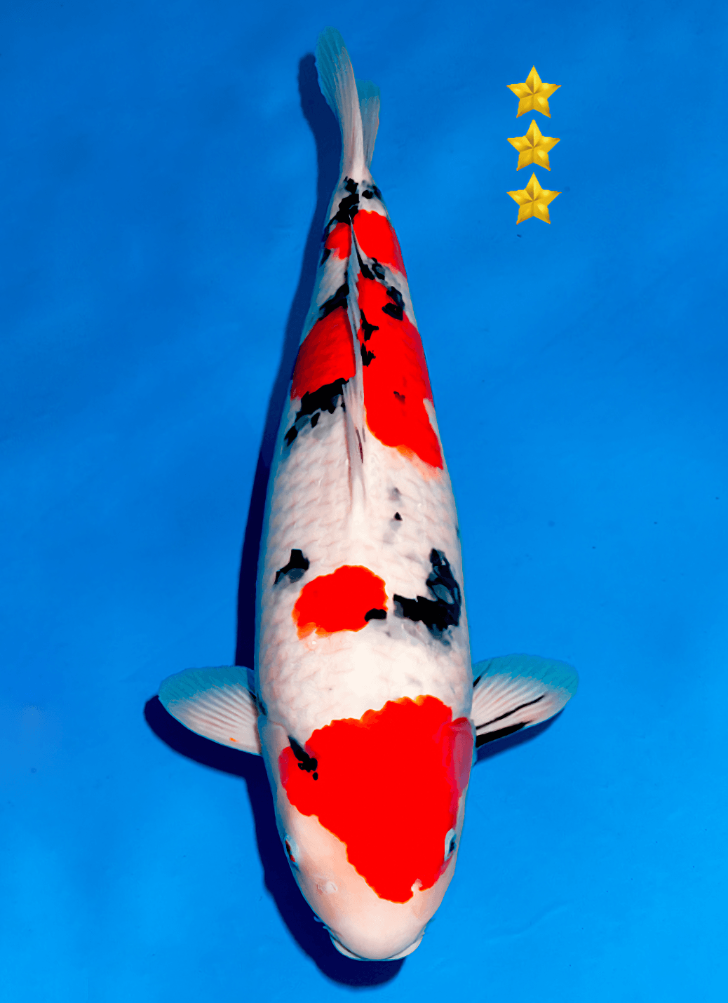 Japanse koi te koop Ogata Sanke Sakai Nisai 61 cm Female