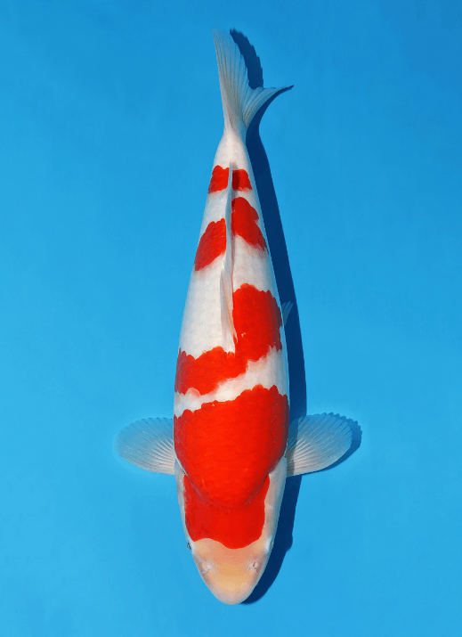 Japanse koi Momotaro TM Kohaku  Kohaku Sansai 55cm