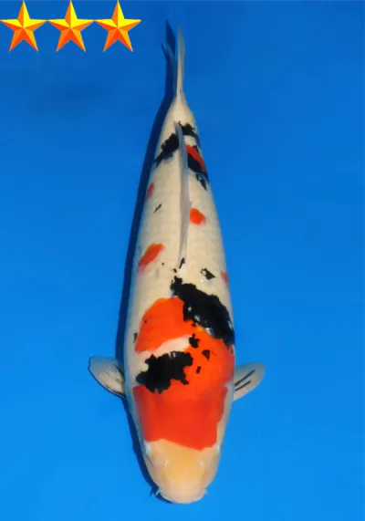 Japanse koi Dainichi Sanke MSankeJr Gosai 60 cm Female