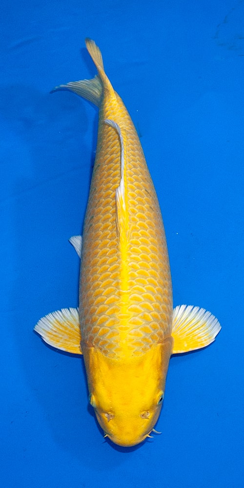 Japanse koi Marusei Yamabuki Ogon Izumiya Gosai 70 cm Female
