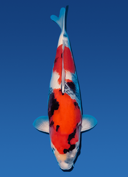 Japanse koi Ogata Showa Isa Rokusai + 75 cm Female