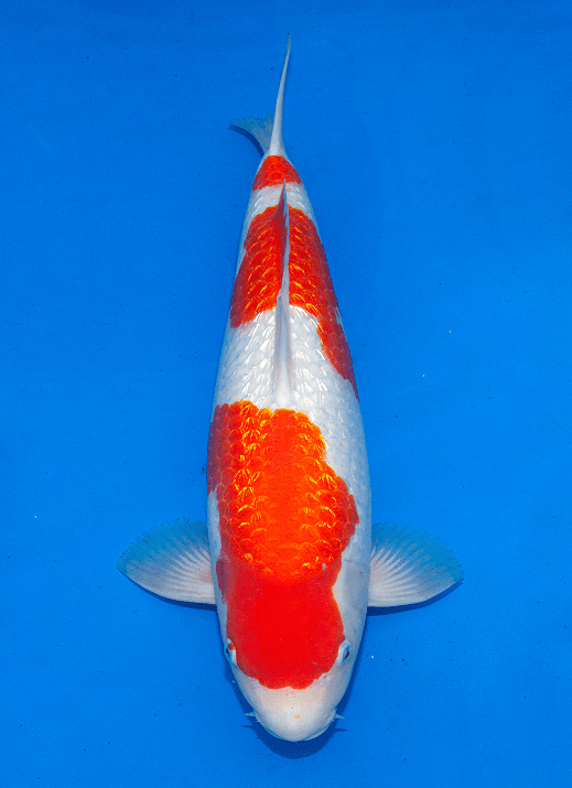 Japanse koi Ogata Ginrin Kohaku Dainichi Yonsai 51 cm Female