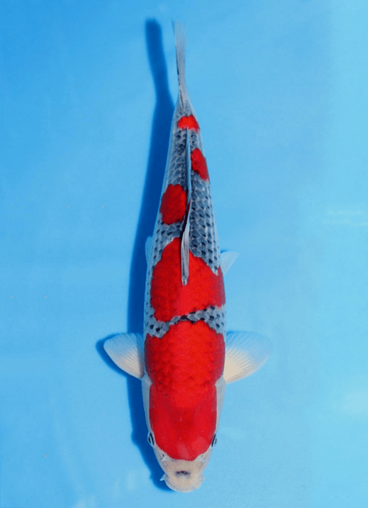 Japanse koi Kondo Goshiki Rokusai + 41 cm Unknown
