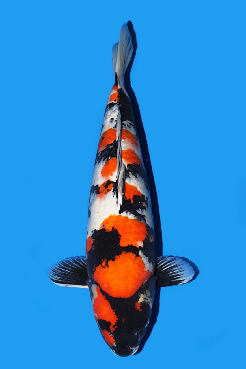 Japanse koi Isa Showa Rokusai + 66 cm Female