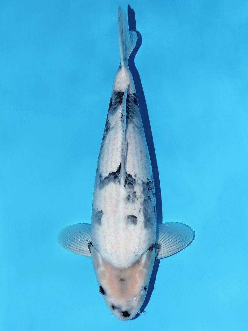 Japanse koi Omosako Shiro-utsuri Gosai 51 cm Female