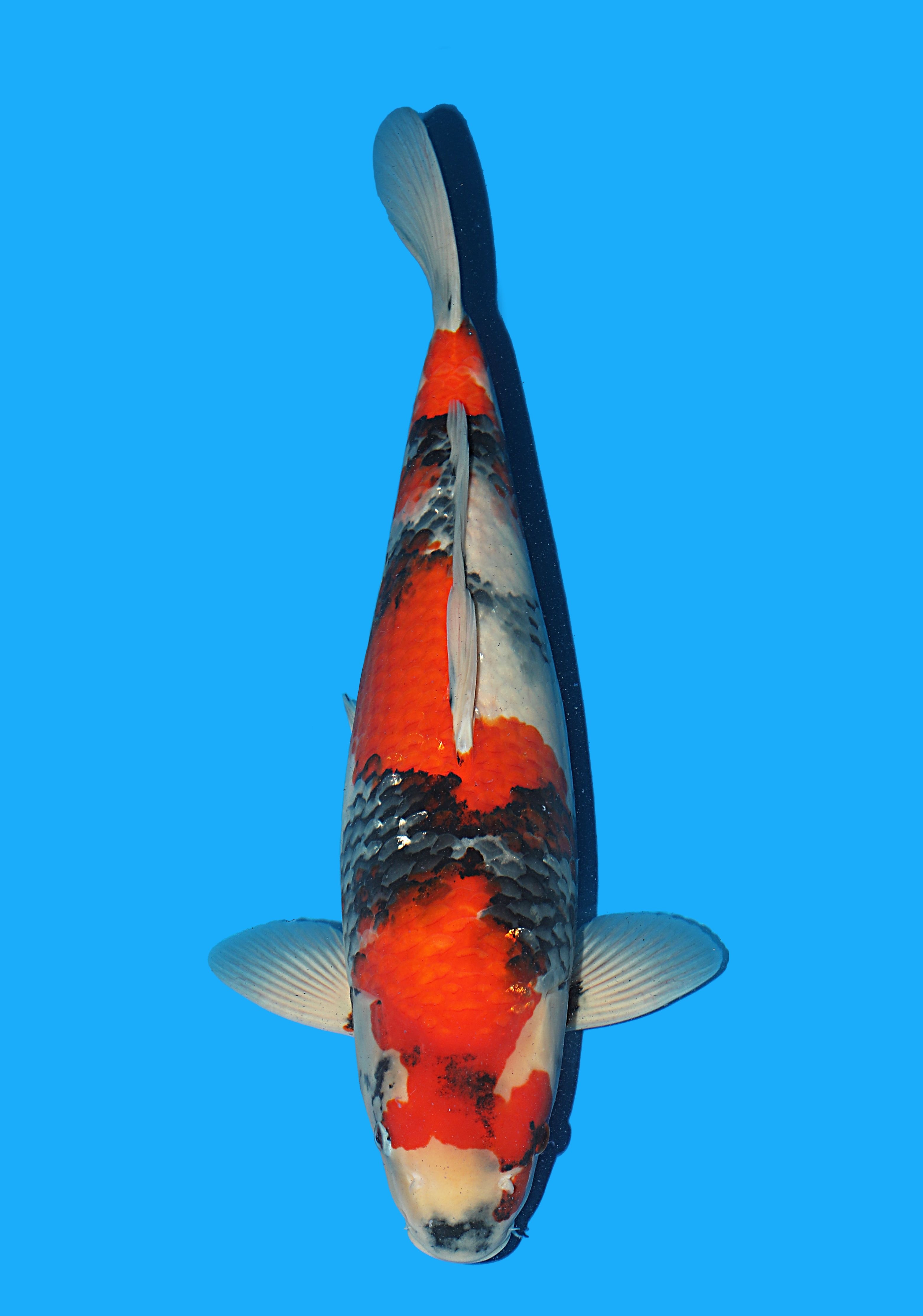 Japanse koi Hiroi Showa Rokusai + 53 cm Female
