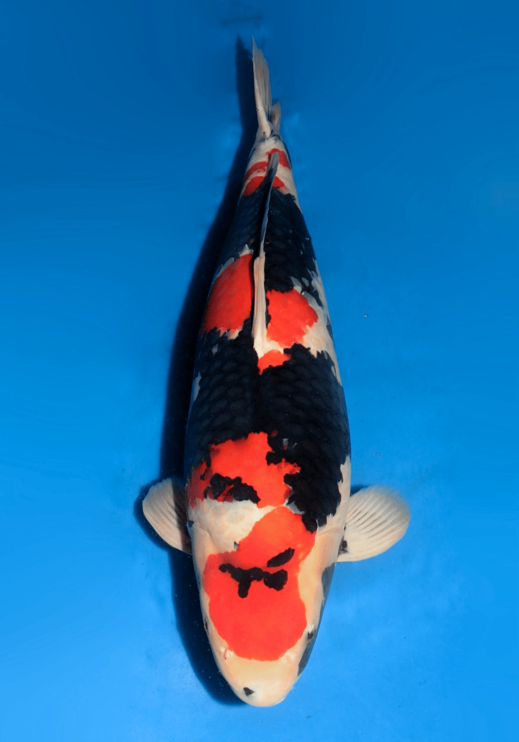 Japanse koi Dainichi Showa MonaLisa Gosai 78 cm Female
