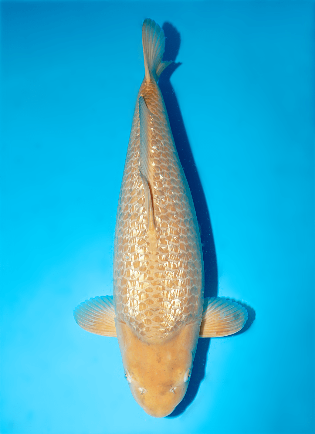 Japanse koi Dainichi BrownMonkey Ginrin Chagoi Nisai 53cm