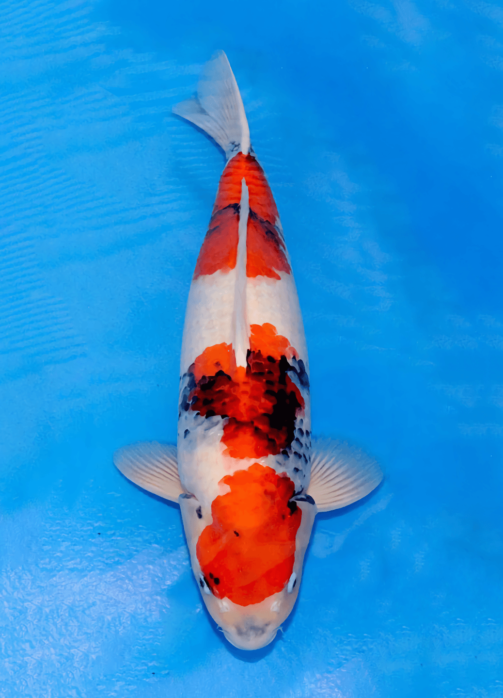 Japanse koi Marushin Showa Rokusai + 50 cm Male