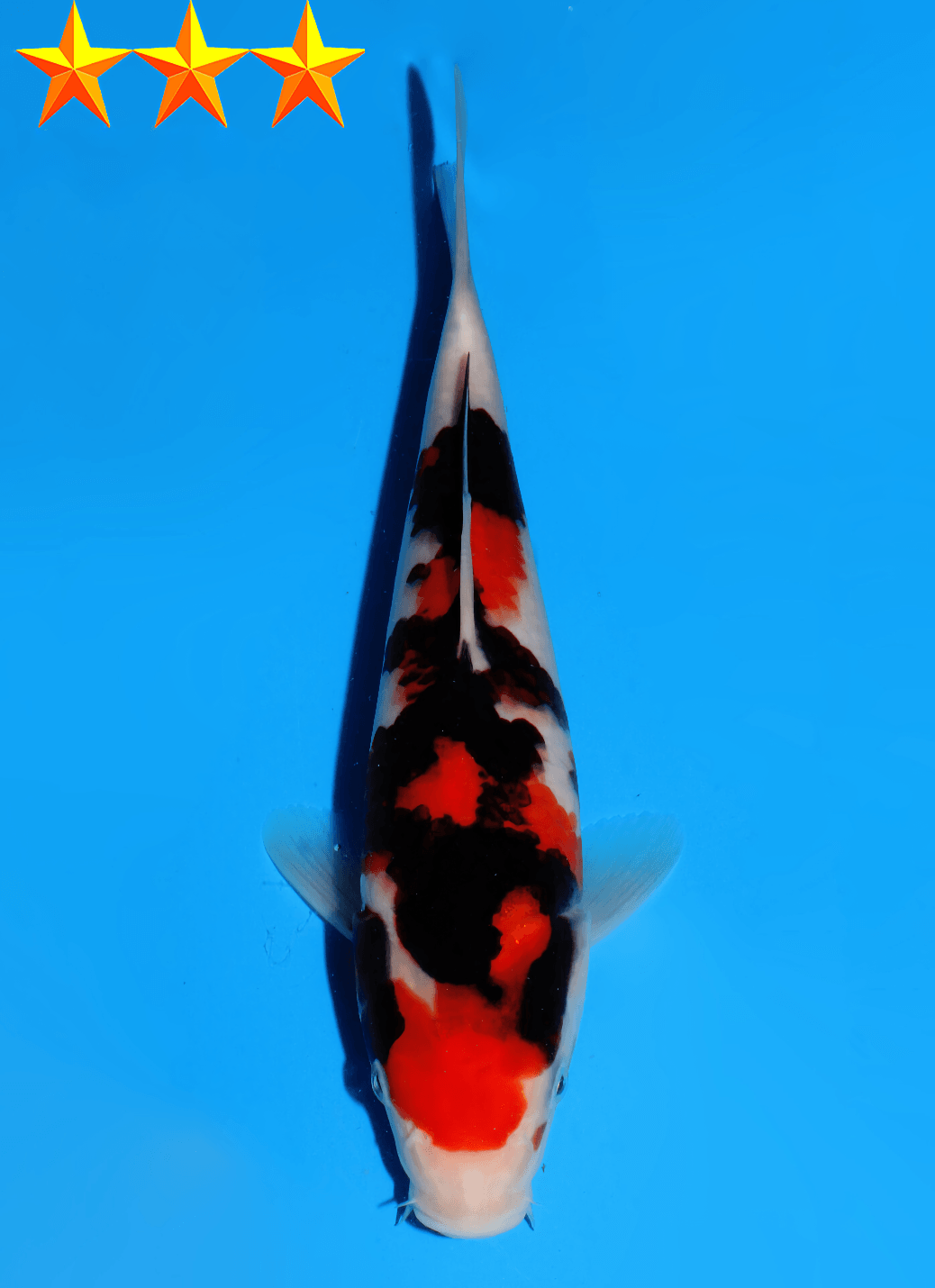 Japanse koi Dainichi Showa MonaLisa Gosai 23 cm Unknown
