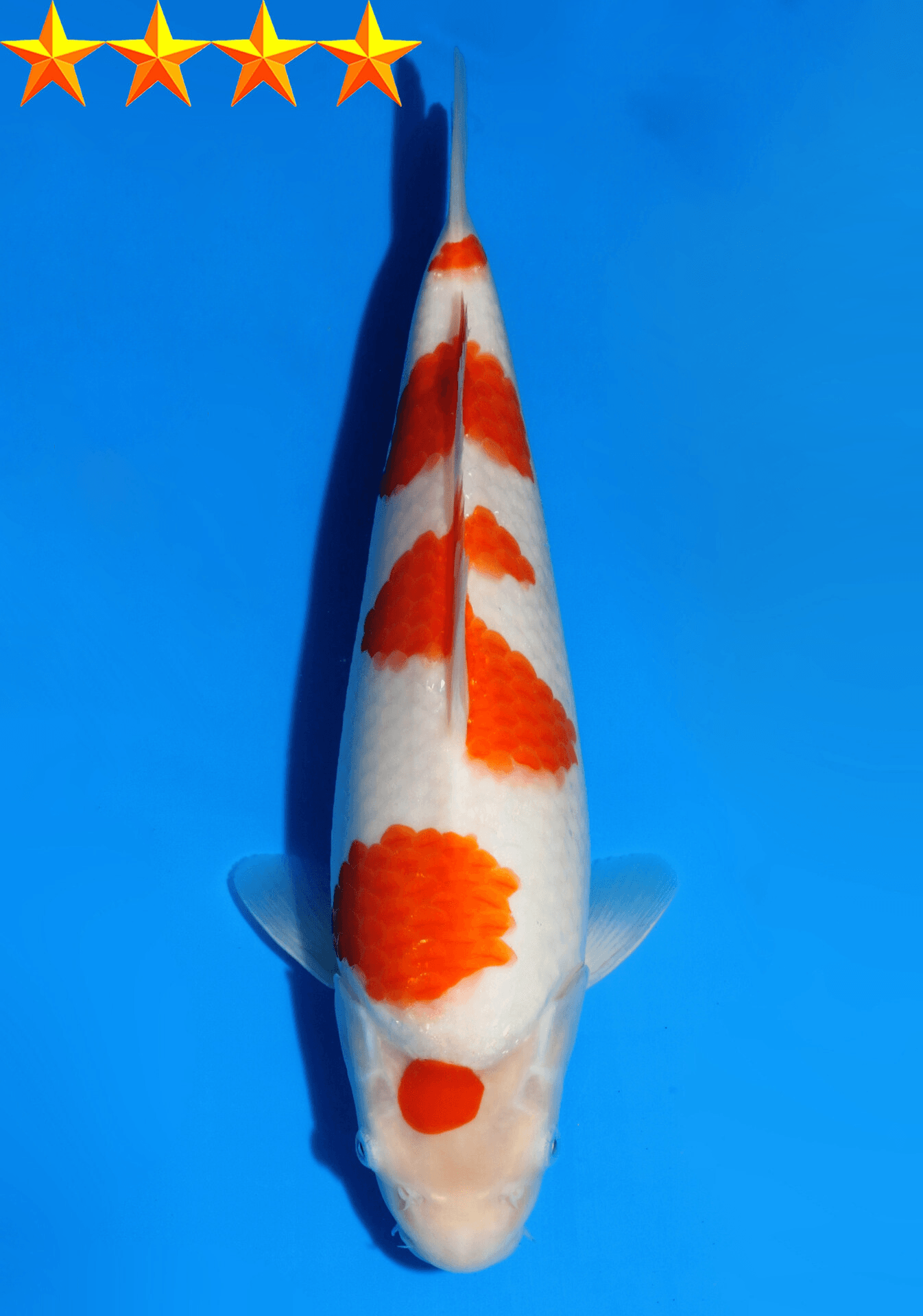 Japanse koi Dainichi Kohaku WhiteTiger Sansai 34 cm Female