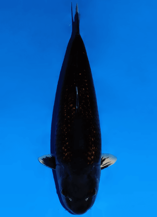 Japanse koi Dainichi Ginrin Ochiba BlackDiamondX Rokusai + 70 cm Female