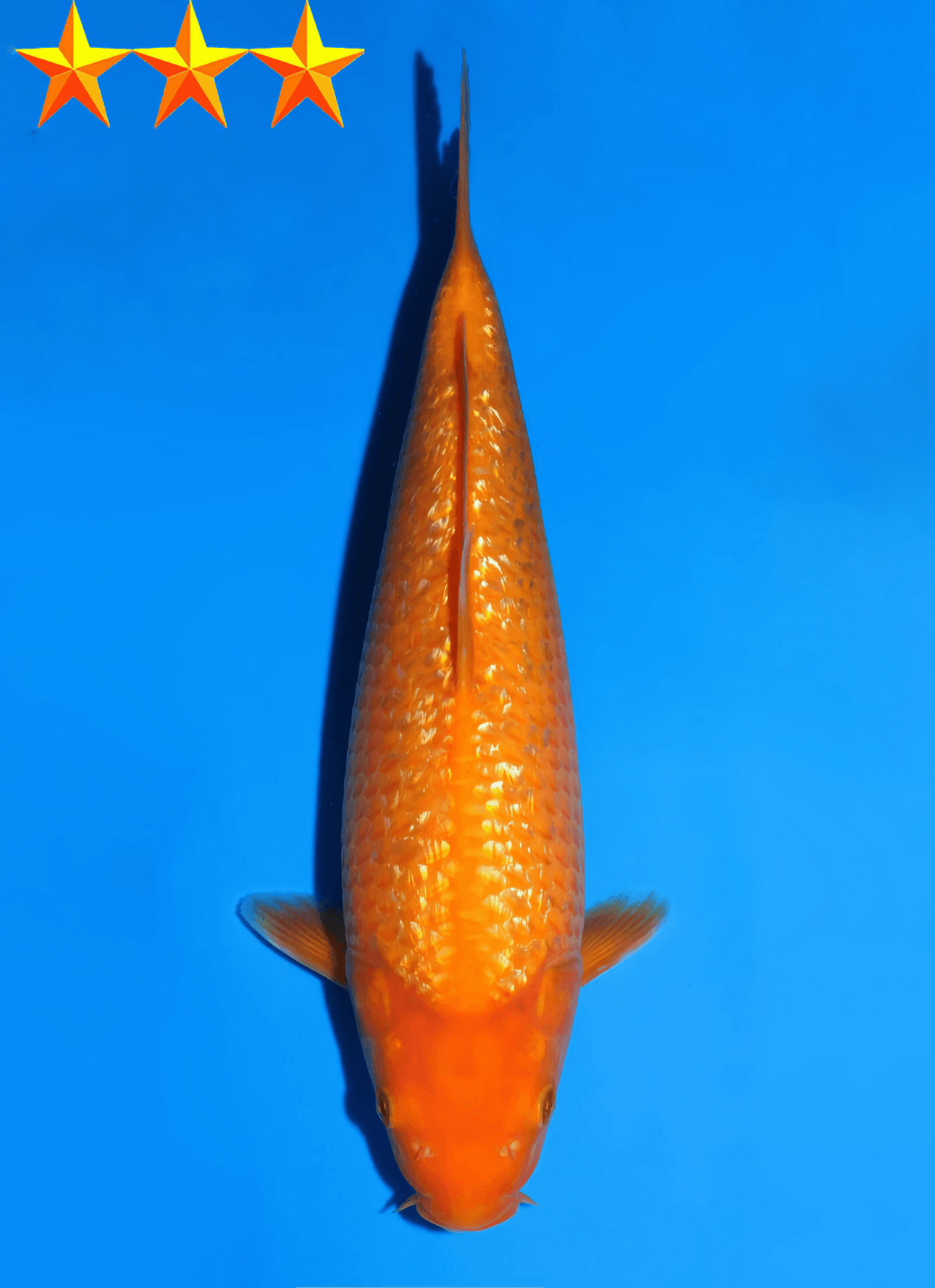 Japanse koi Dainichi Ginrin Karashigoi YellowMonkey Nisai 31 cm Female