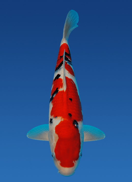 Japanse koi Momotaro Sanke Rokusai + 46 cm Female
