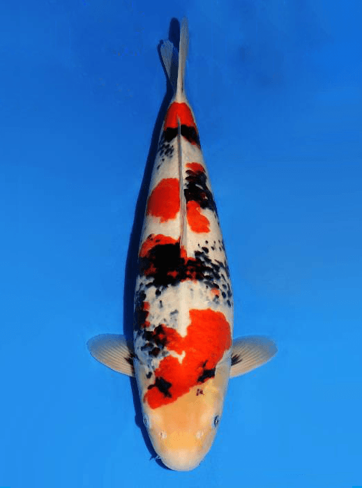 Japanse koi Dainichi Showa MonaLisa Rokusai + 59 cm Male