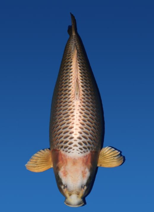 Japanse koi Maruhiro undefined  Mukashi Ogon Rokusai + 91cm