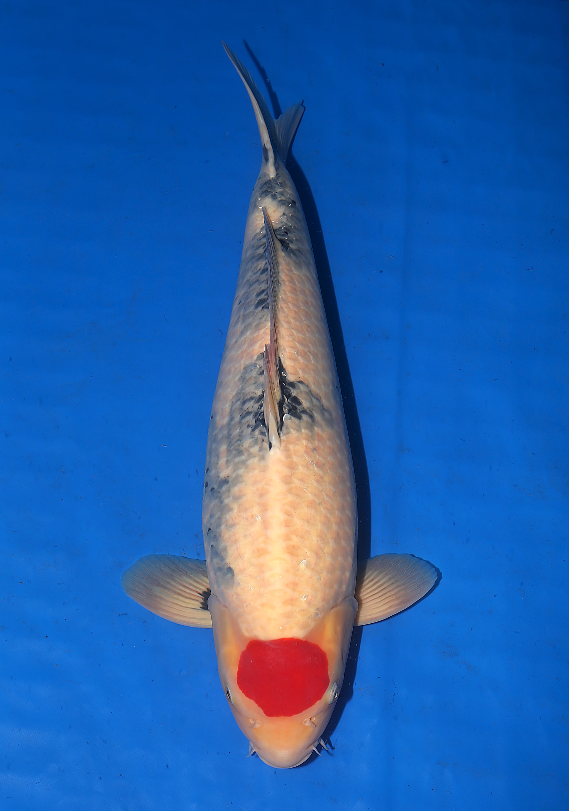 Japanse koi Isa Showa Yonsai 68 cm Male