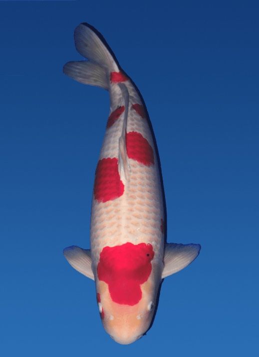 Japanse koi Dainichi Sanke M-Sanke Rokusai + 71 cm Male