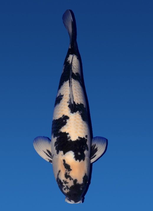 Japanse koi Okawa Shiro-utsuri Rokusai + 67 cm Male