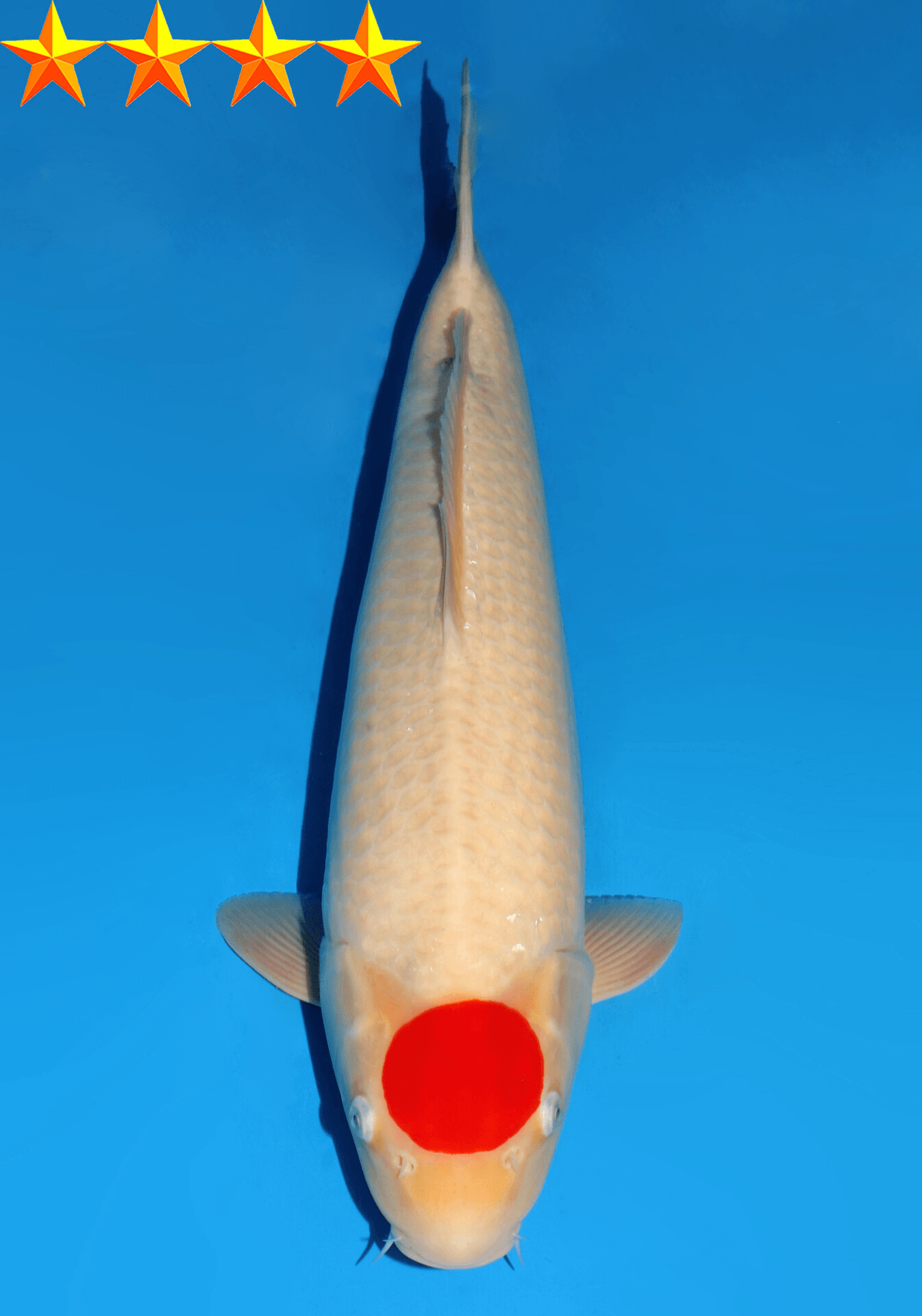 Japanse koi Dainichi Kohaku RedTiger Gosai 60 cm Female
