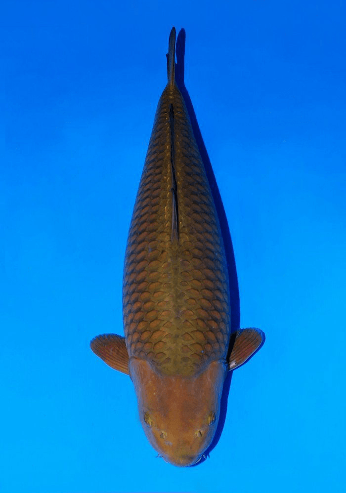 Japanse koi Sakai Fish Farm Yellow Magic  Chagoi Yonsai 73cm