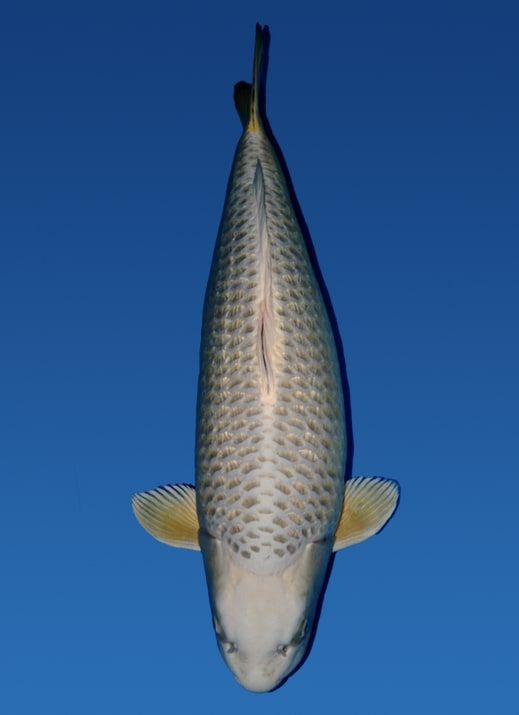 Japanse koi Maruhiro Ginrin Mukashi Ogon Rokusai + 70 cm Female