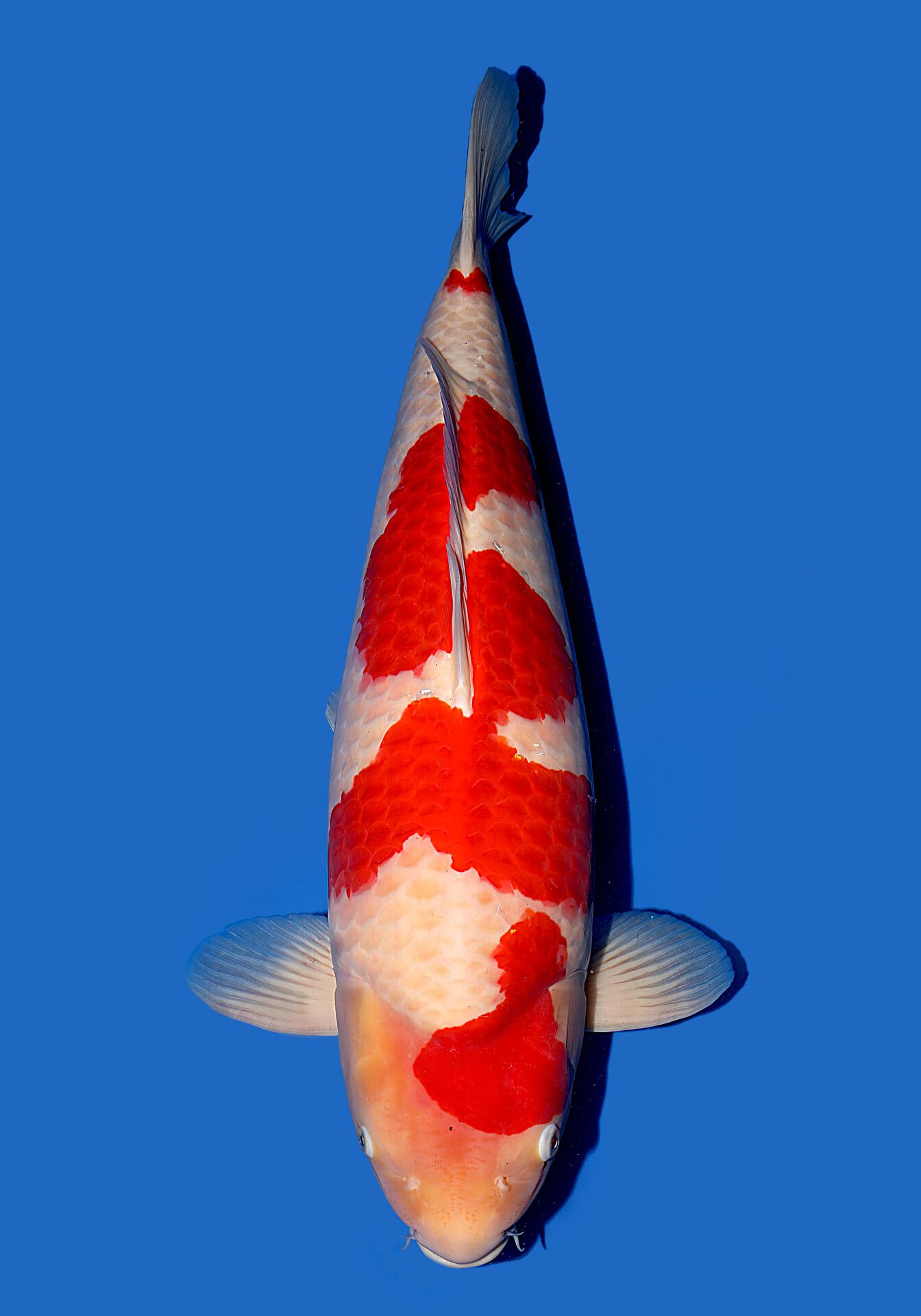 Japanse koi Isa Kohaku Rokusai + 67 cm Female