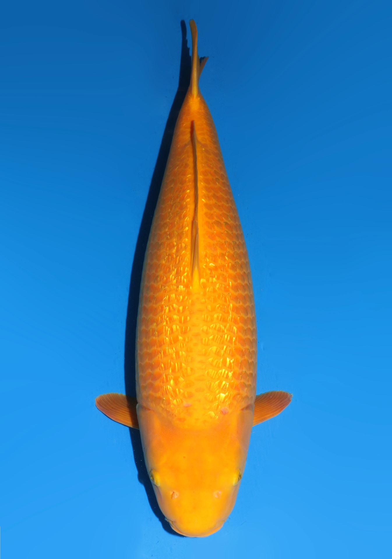 Japanse koi Dainichi Karashigoi YellowMonkey Sansai 72 cm Female