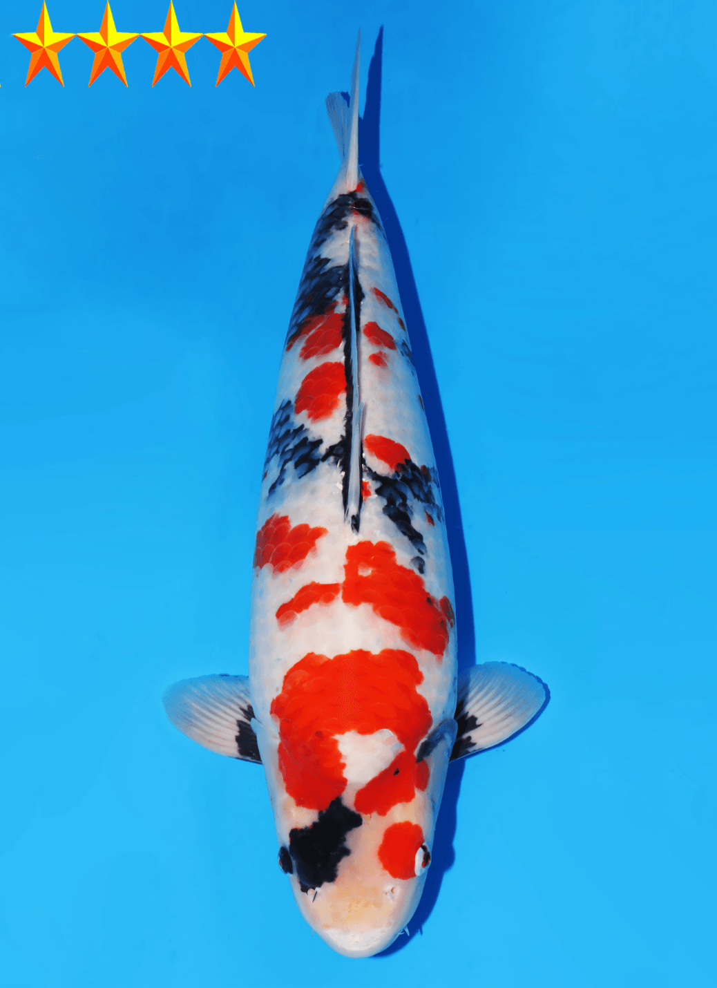 Japanse koi Dainichi Toyota Showa Pandora Sansai 58 cm Female