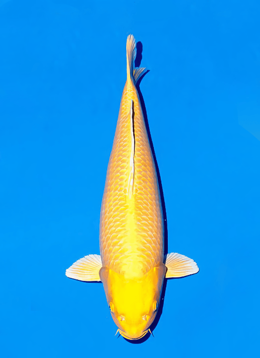 Japanse koi Ogata Yamabuki Ogon Izumiya Rokusai + 77 cm Female