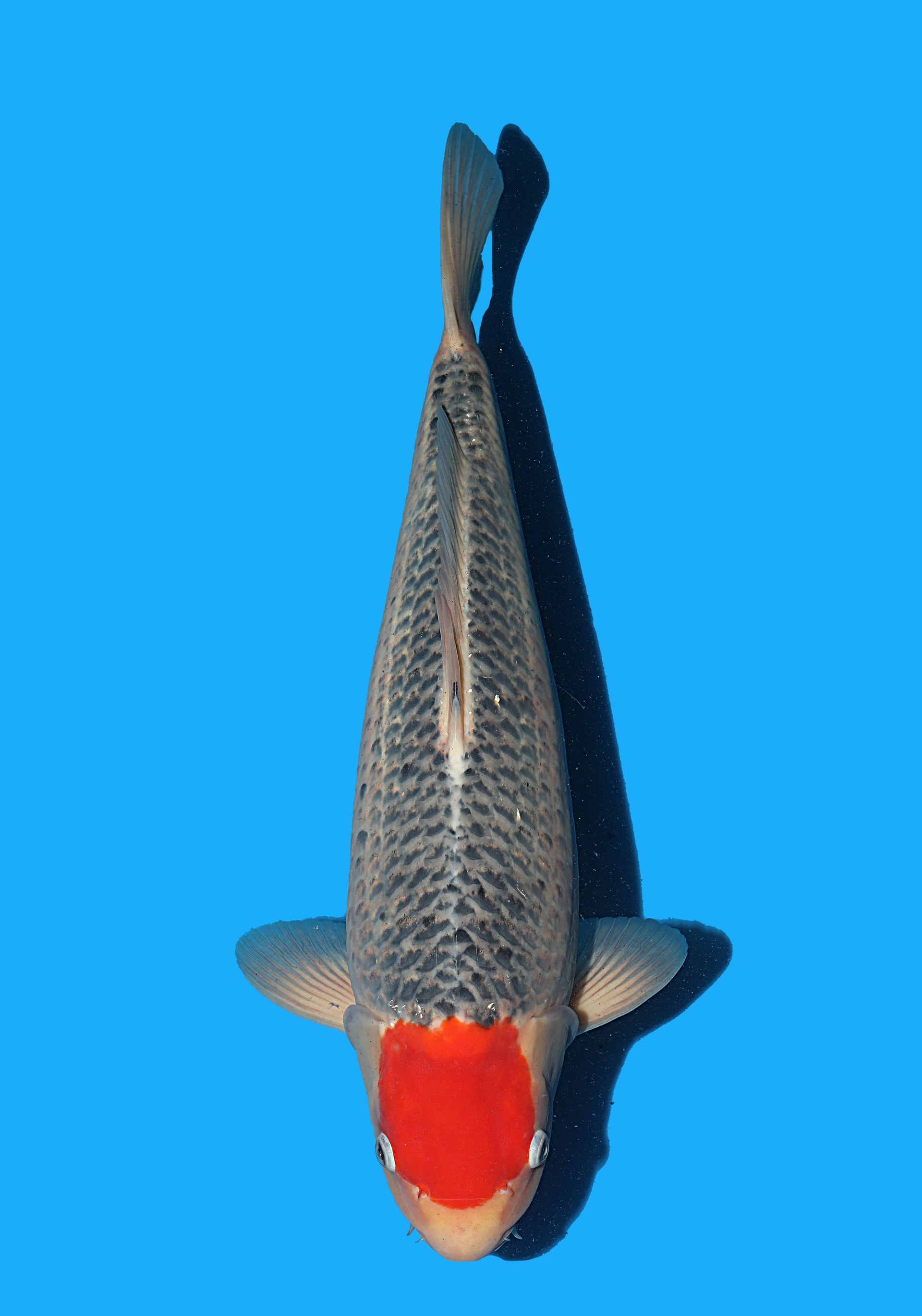 Japanse koi Hiroi Goshiki Rokusai + 51 cm Female