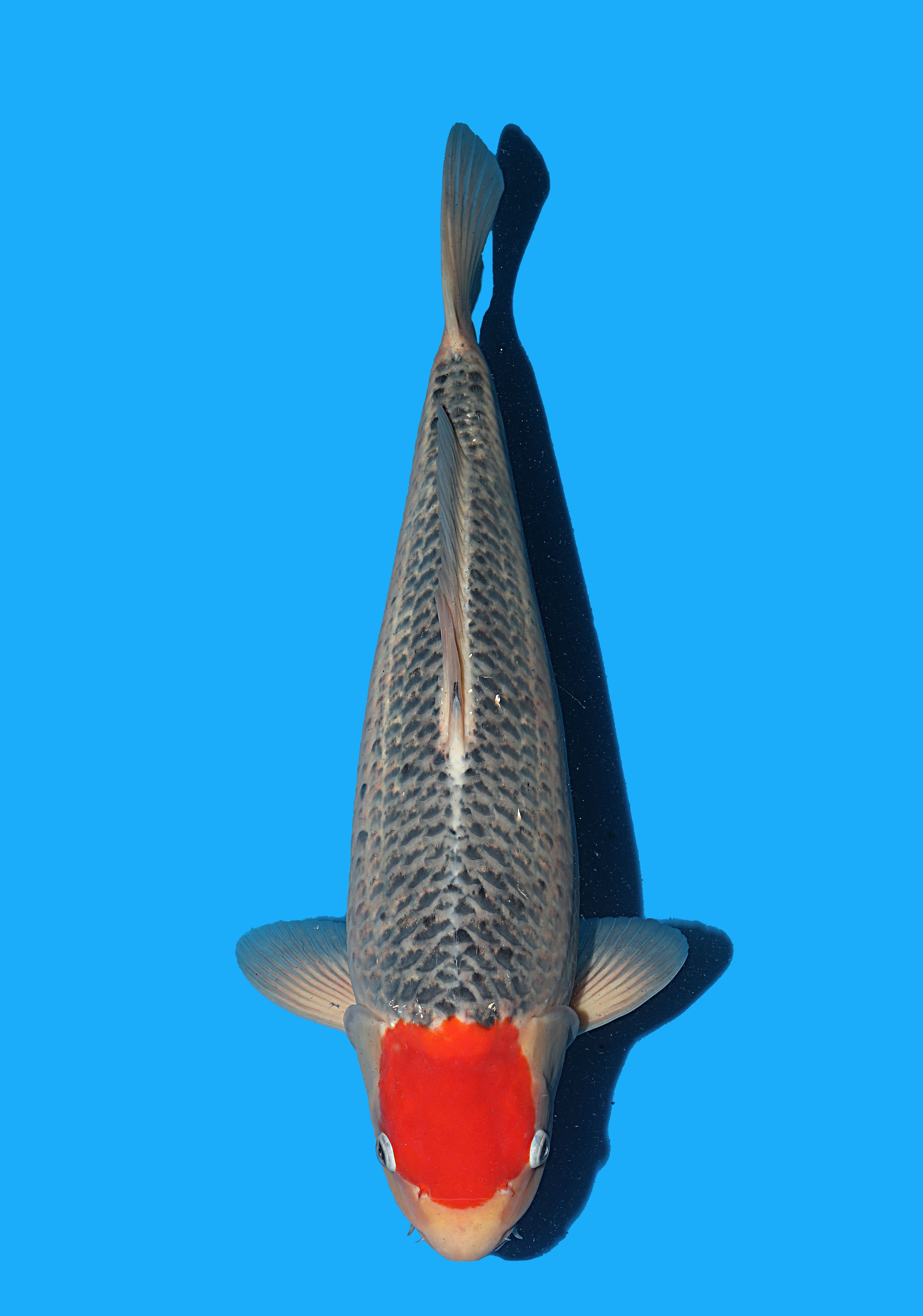 Japanse koi Hiroi Goshiki Rokusai + 51 cm Female