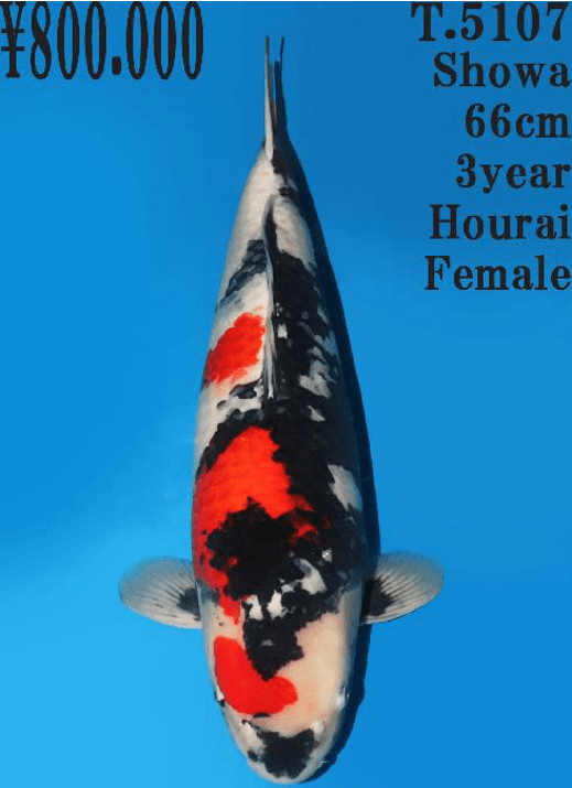 Japanse koi Dainichi Toyota Showa Hourai Rokusai + 73 cm Female