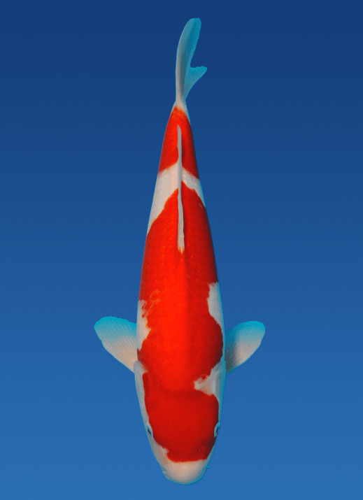 Japanse koi Momotaro Kohaku Rokusai + 36 cm Female