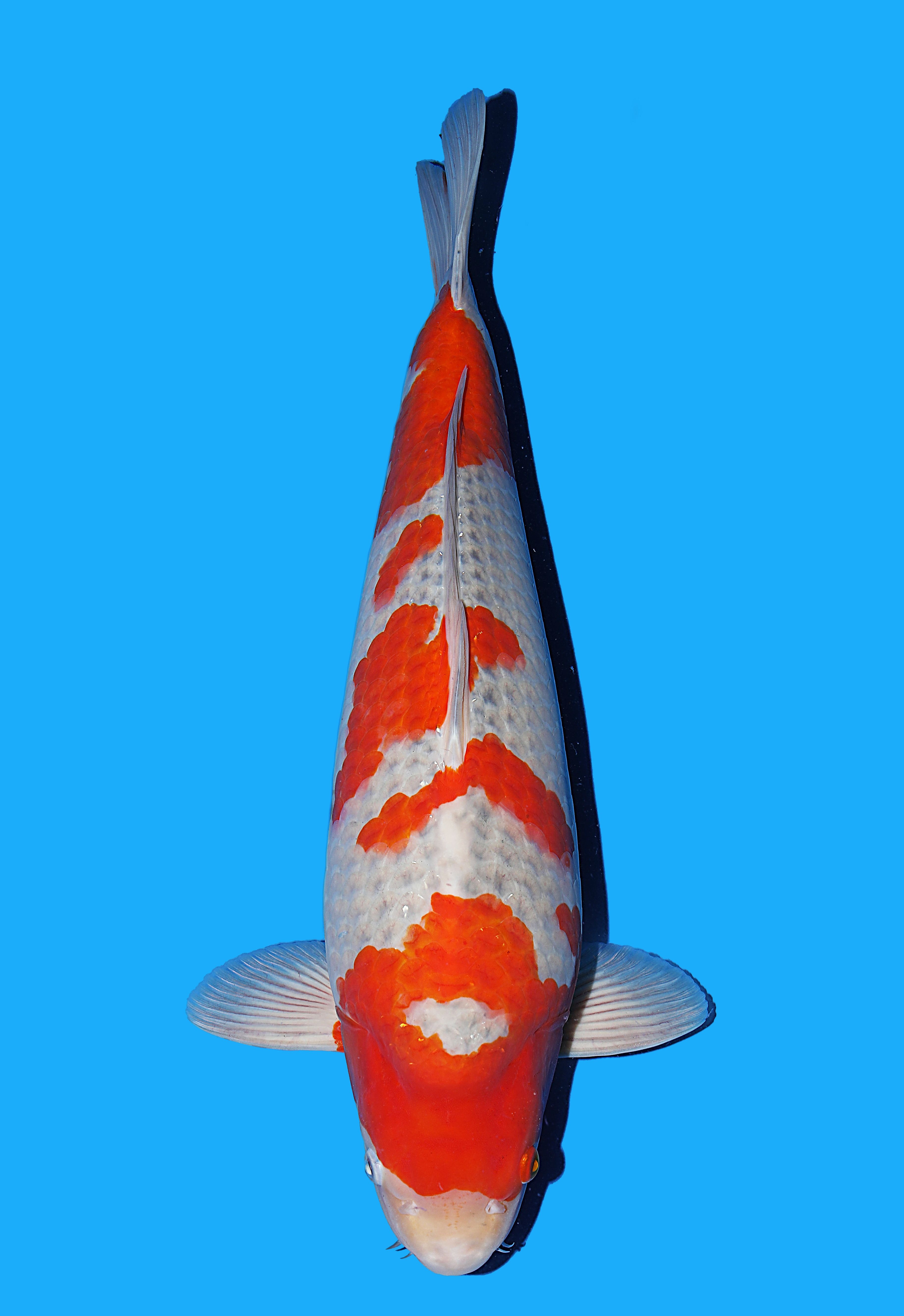 Japanse koi Isa Goshiki Rokusai + 55 cm Male