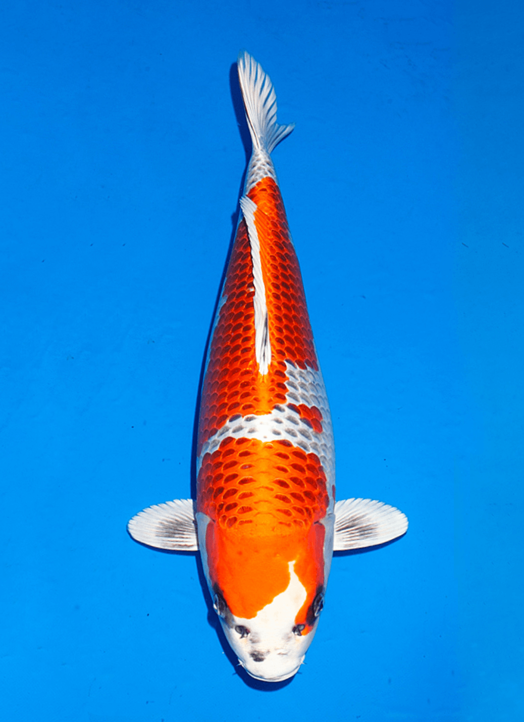Japanse koi te koop Ogata Kujaku Omosako Tosai 50 cm Female