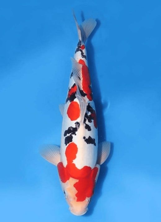 Japanse koi Hidemassa Doitsu Sanke Rokusai + 65 cm Female