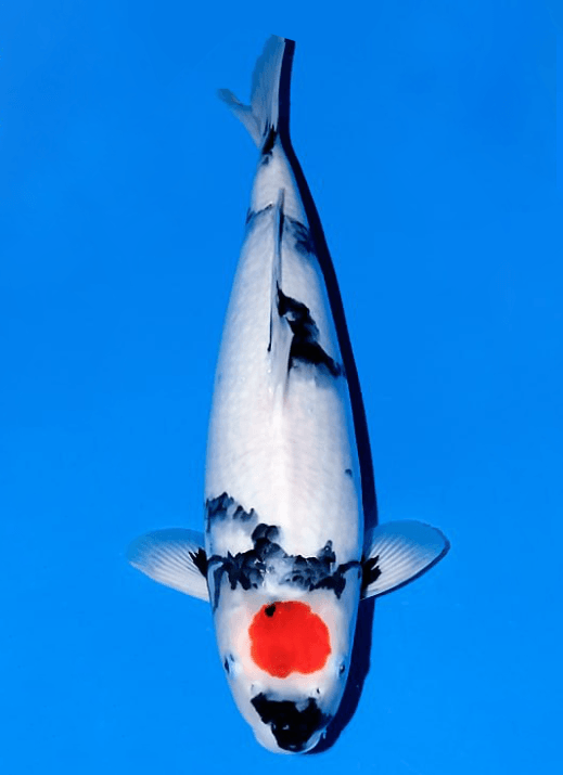 Japanse koi Ogata Showa Isa Gosai 53 cm Female