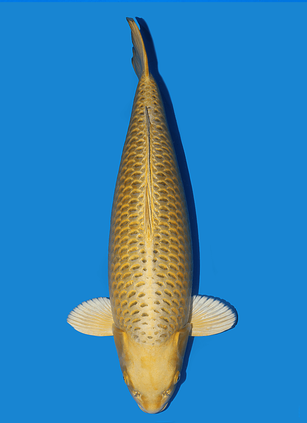 Japanse koi Ikarashi Kin Matsuba Rokusai + 78 cm Female
