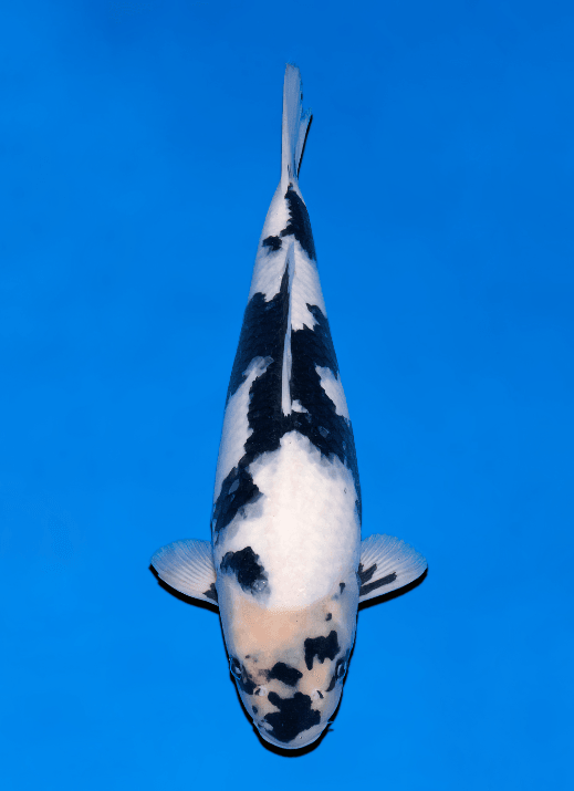 Japanse koi Ogata Shiro-utsuri Omosako Yonsai 52 cm Female