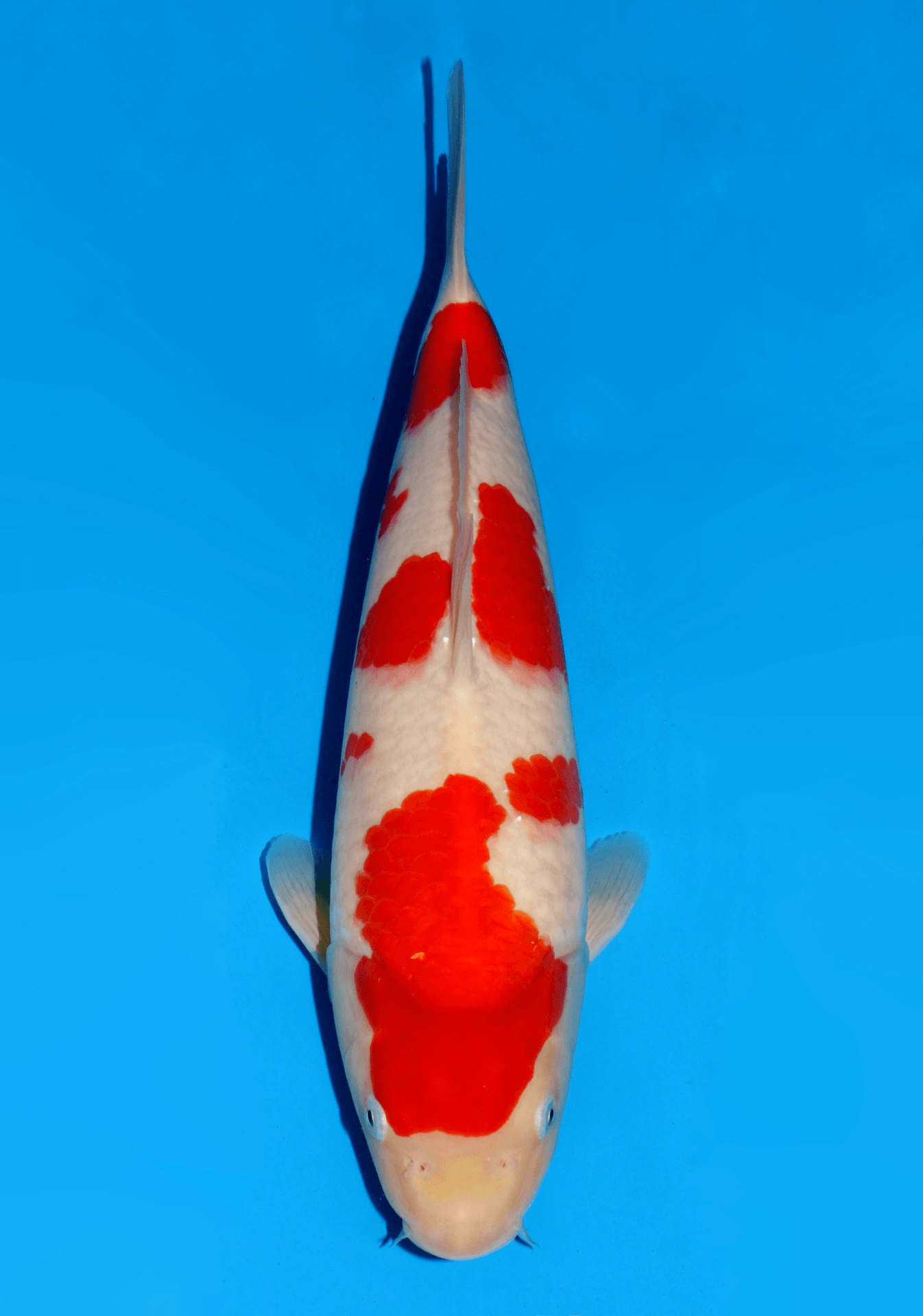 Japanse koi Dainichi Kohaku NewMiharaX Rokusai + 45 cm Male
