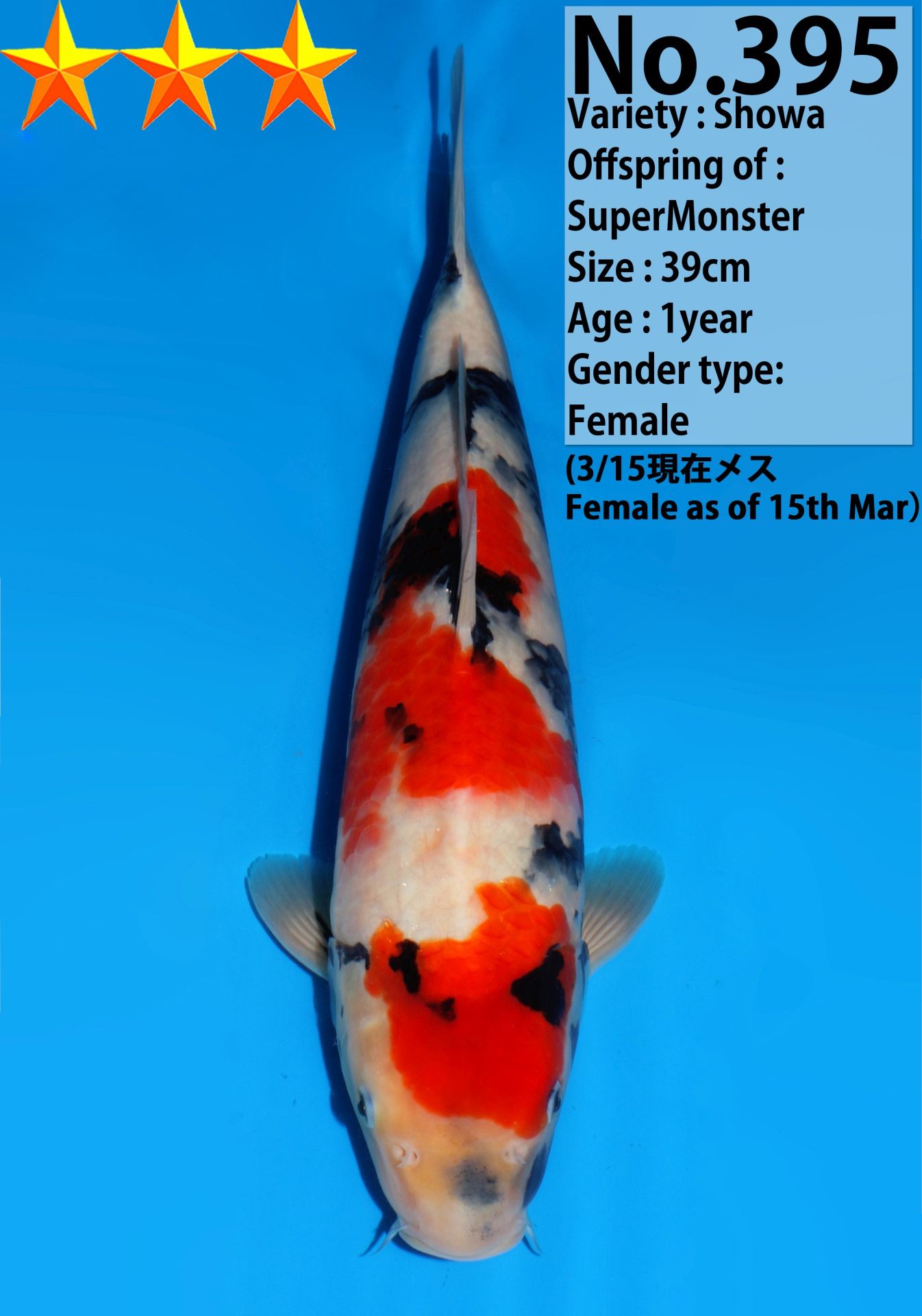Japanse koi Dainichi Showa SuperMonster Rokusai + 39 cm Female