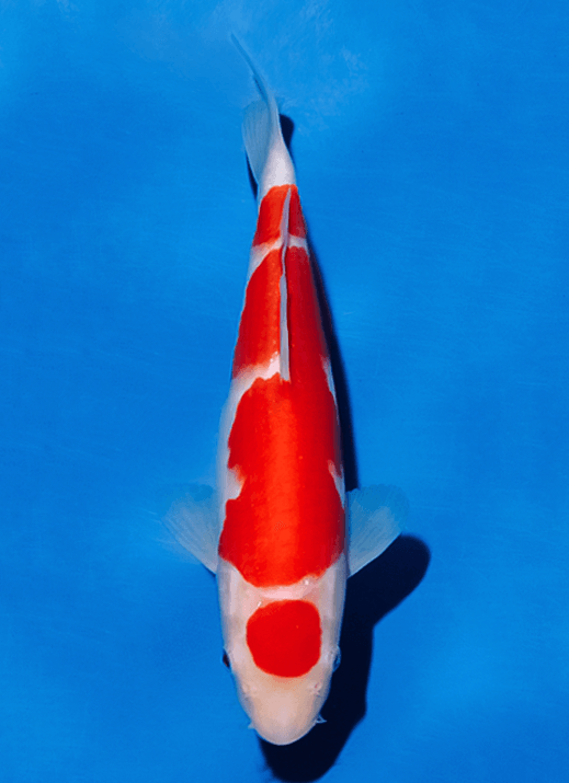 Japanse koi Ogata Kohaku Sakai Rokusai + 38 cm Unknown