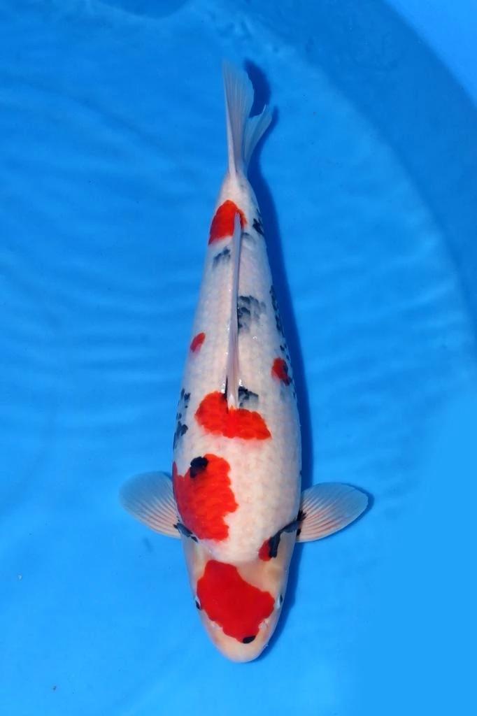 Japanse koi Sekiguchi Showa Rokusai + 78 cm Female