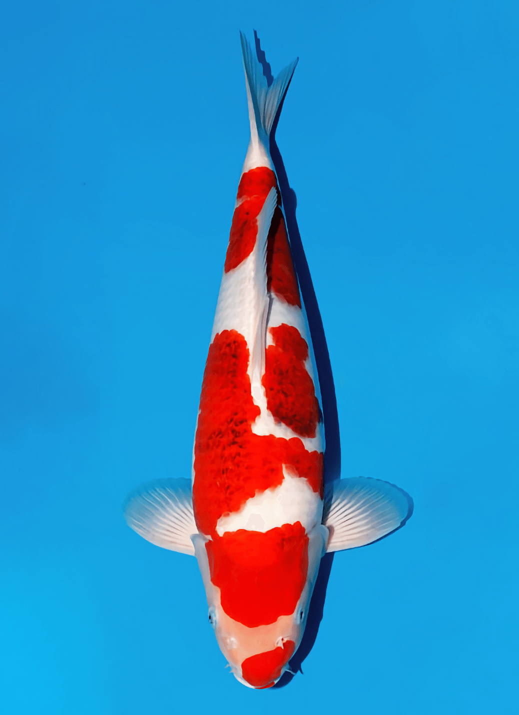 Japanse koi Momotaro Kamuy  Goromo Tosai 46cm