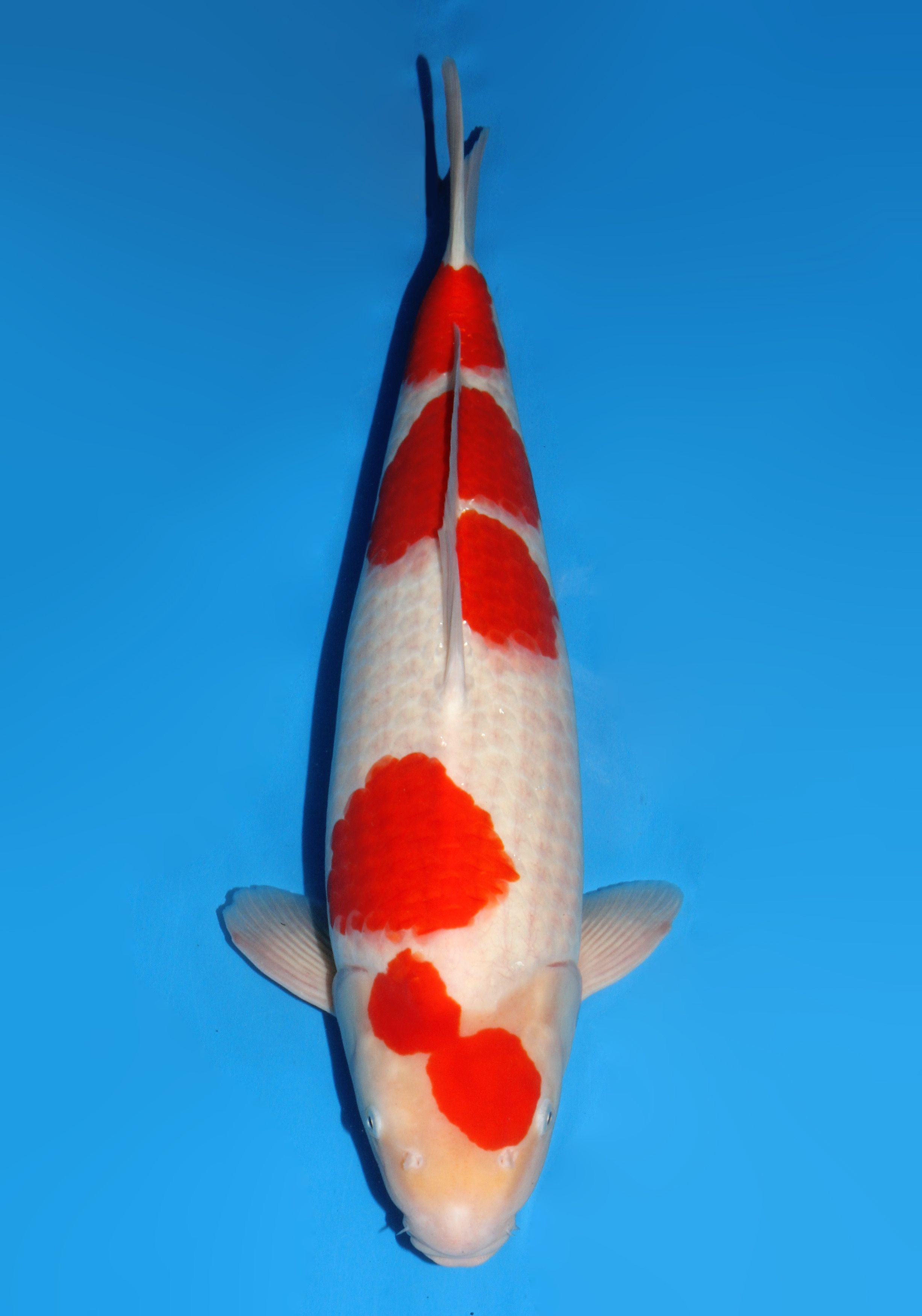 Japanse koi Dainichi Kohaku Gosai 53 cm Male