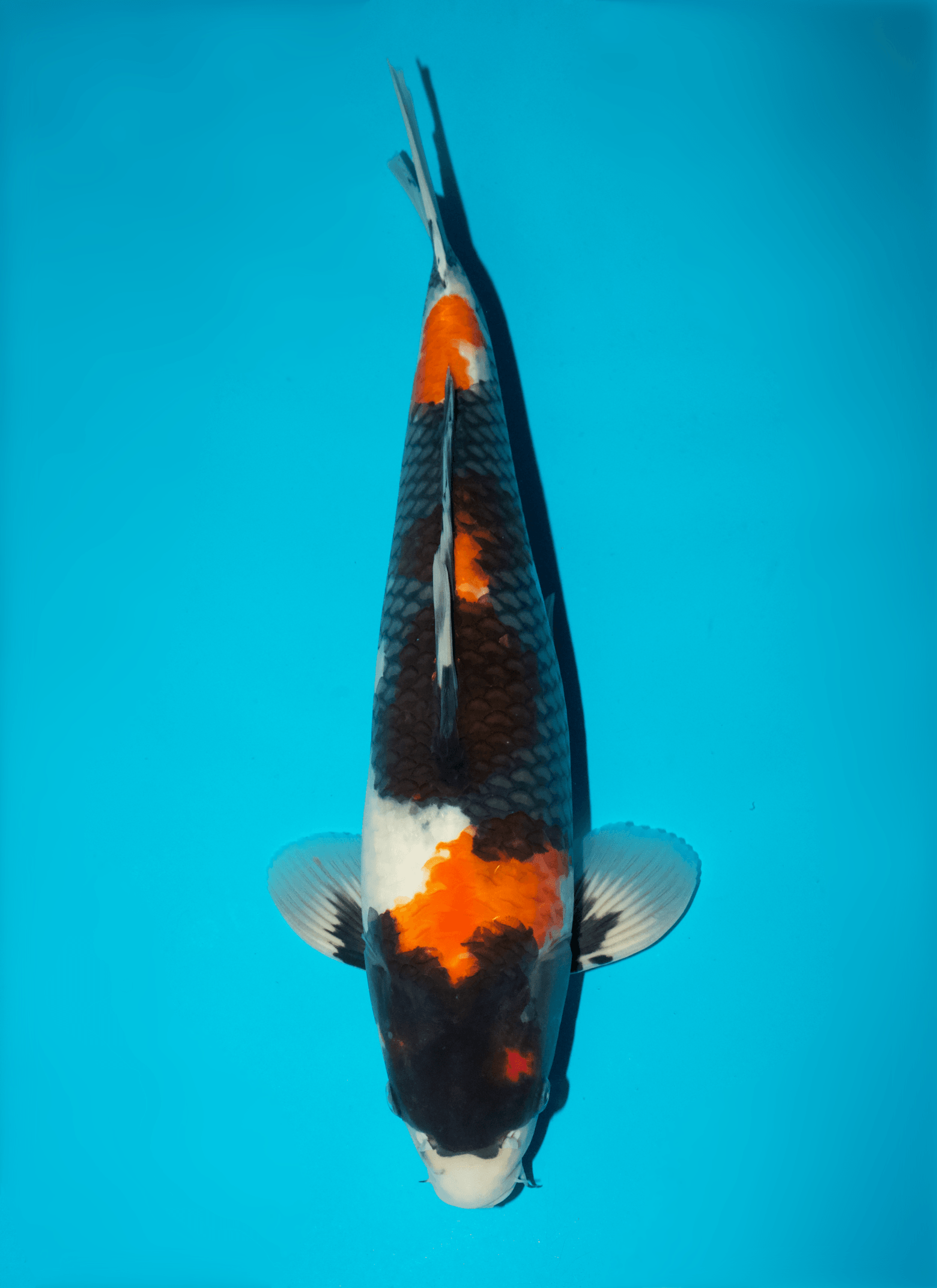 Japanse koi Sakai Fish Farm Showa Sakai Gosai 48 cm Male